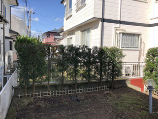 ②枝葉の剪定と思っていたら幹が伸びていて大変でした。