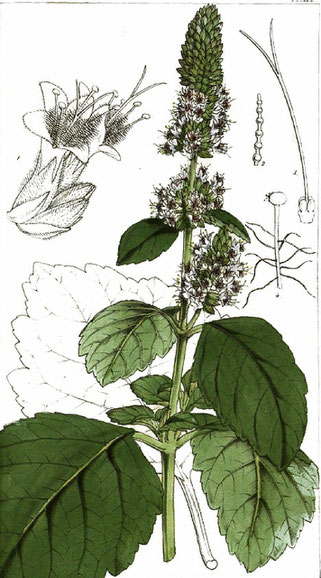 Illustration Patchouli plant from elixery.com