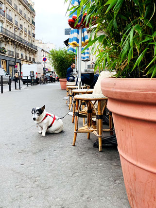 dog in front of café