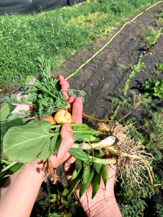 vegetables from the garden