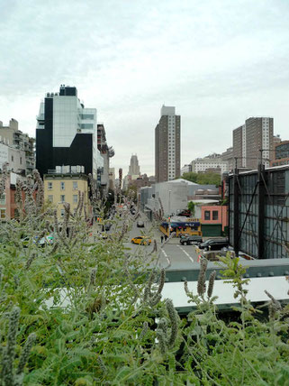 Plants on the High Line