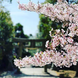 多井畑厄除八幡宮