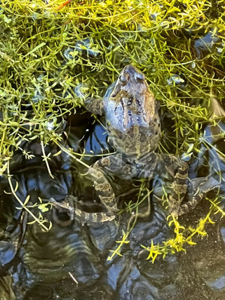 Grasfrosch, paarungsbereit