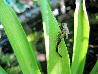 Schlupf einer Libelle