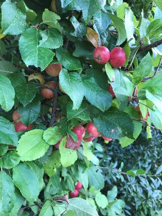 Wildapfel