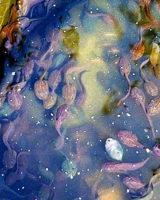 Eier, aus denen später die Kaulquappen der Grasfrösche schlüpfen, werden in sehr großer Zahl produziert. Die Überproduktion an Nachkommen vergrößert die Chance, dass genügend Tiere überleben, um die Art zu erhalten.