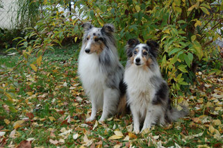 Lion (knapp 4 Jahre), Belle (11 Jahre)