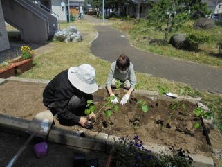 手際よく苗を植えていきます