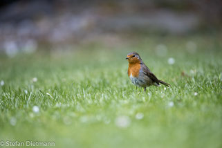 Rotkehlchen (Bild: Stefan Dietmann)