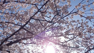 無料動画素材178 「桜背景１」