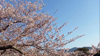素材１７９桜背景２