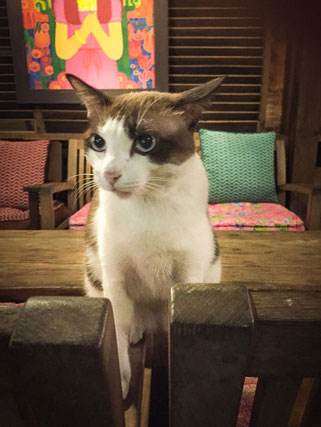 Katzenbesuch im Samsara