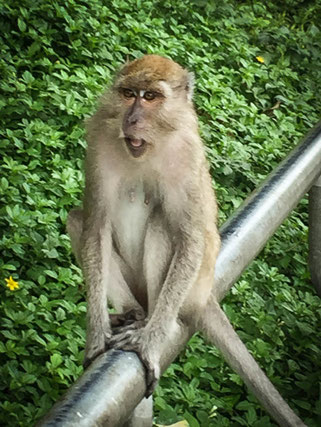 Affen in Songkhla