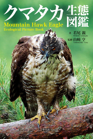 クマタカ生態図鑑 - Wakao Bird Club - クマタカ カワセミ 野鳥