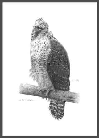 　幼鳥 Juvenile 