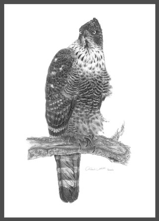 　成鳥（雌）Female