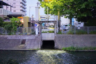 導水路を経て荒子川へ流れ込む中井筋の水