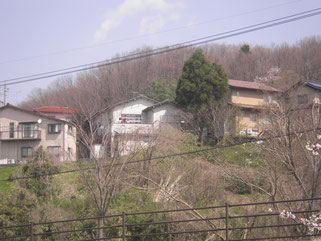 作業前（伐採　スギ）
