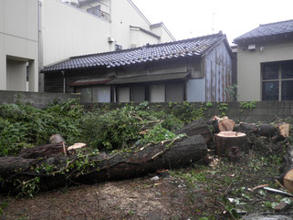 作業後（伐採　モミ、マツ、シュロ）