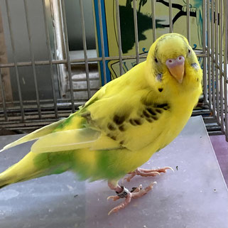 アニスNPO法人TSUBASAセキセイインコ