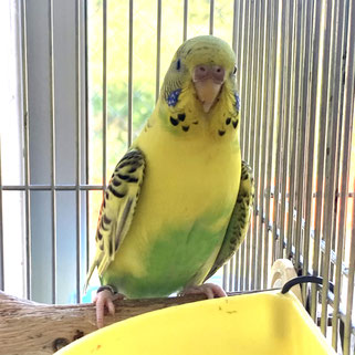 タイムNPO法人TSUBASAセキセイインコ
