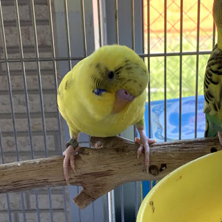 ナツメグNPO法人TSUBASAセキセイインコ