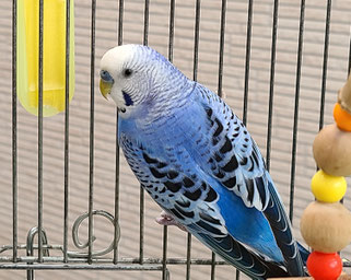 ミントNPO法人TSUBASAセキセイインコ