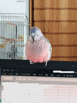 ネムイけど気になる