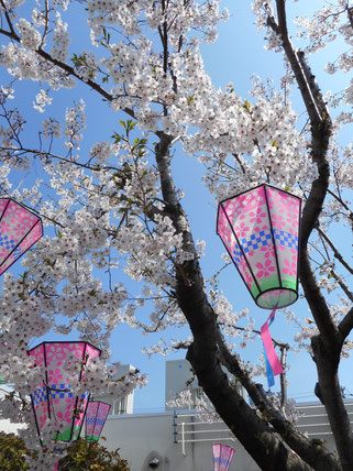 今年もお見事！な花を咲かせました