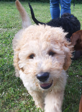 Berry, Golden Doodle 