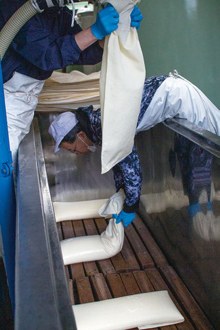 ④酒袋の口を折って、槽内に並べていく。