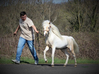 Magic Stables Pince Charming Kyan