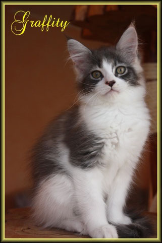 Maine Coon Kitten of Dantes Peak