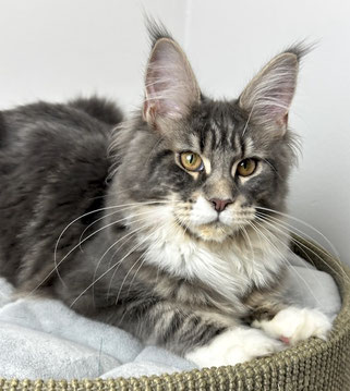 Maine Coon 