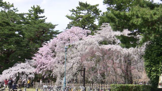 見事な枝垂れ桜