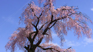 ここの枝垂れ桜は有名です。
