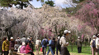 大勢の人が御苑の桜を楽しんでます