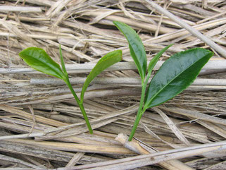 普通の茶葉と被覆した茶葉