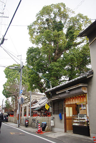 神社の大きな木の下に大福屋さんがあったり・・・