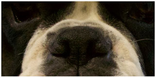 Boxerhund Fährten