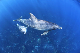 御蔵島の親子イルカとドルフィンスイム中、興味を示してきた子供のイルカ