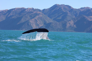 ニュージーランド,ザトウクジラ