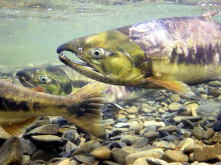 鮭の遡上産卵スイムツアーイメージ:目の前を泳ぐ鮭