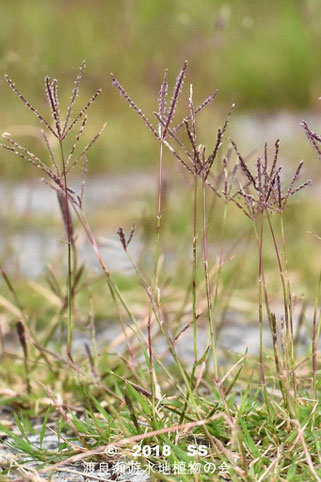 渡良瀬遊水地に生育するギョウギシバの画像