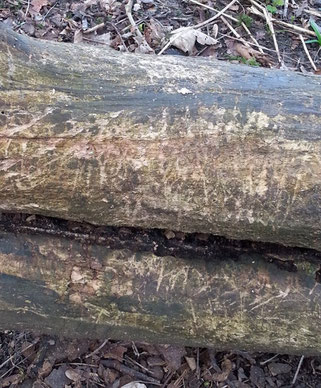 Badger claw marks on tree stump