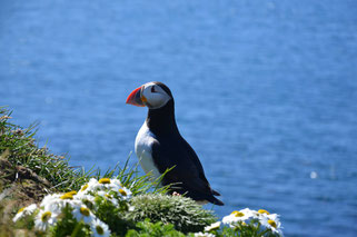 Lundi, Papageientaucher Island 2013