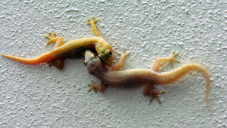 Geckos in love