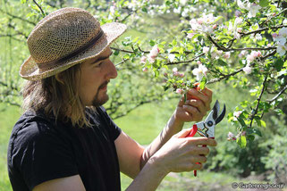 Garten Regisseur, in München, Gartenbau und Landschaftsbau, Obstbaumschnitt, Gartenpflege, Obstschnitt, Apfelbaum