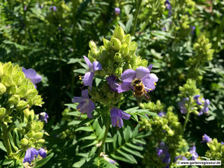 Garten Regisseur, in München, Gartenbau und Landschaftsbau, Bienenbeet, Nachhaltigkeit, Naturgarten, Insektengarten