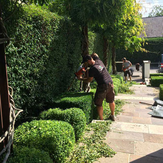 Gartenpflege, Rasenpflege, Baumschnitt, Heckenschnitt, Unkraut entfernen, Pflanzen düngen, Bewässerungssysteme, Bodenverbesserung, Kompostieren, Laub entfernen, Garten winterfest machen, Rasen mähen, Beetpflege, Pflanzen schneiden, Pflanzenschutz